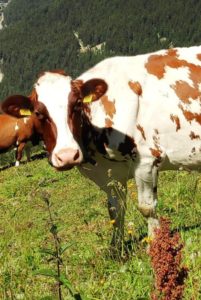 Vache